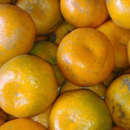 

Buah jeruk all varian