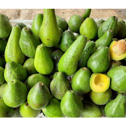 

Buah Alpukat per kg