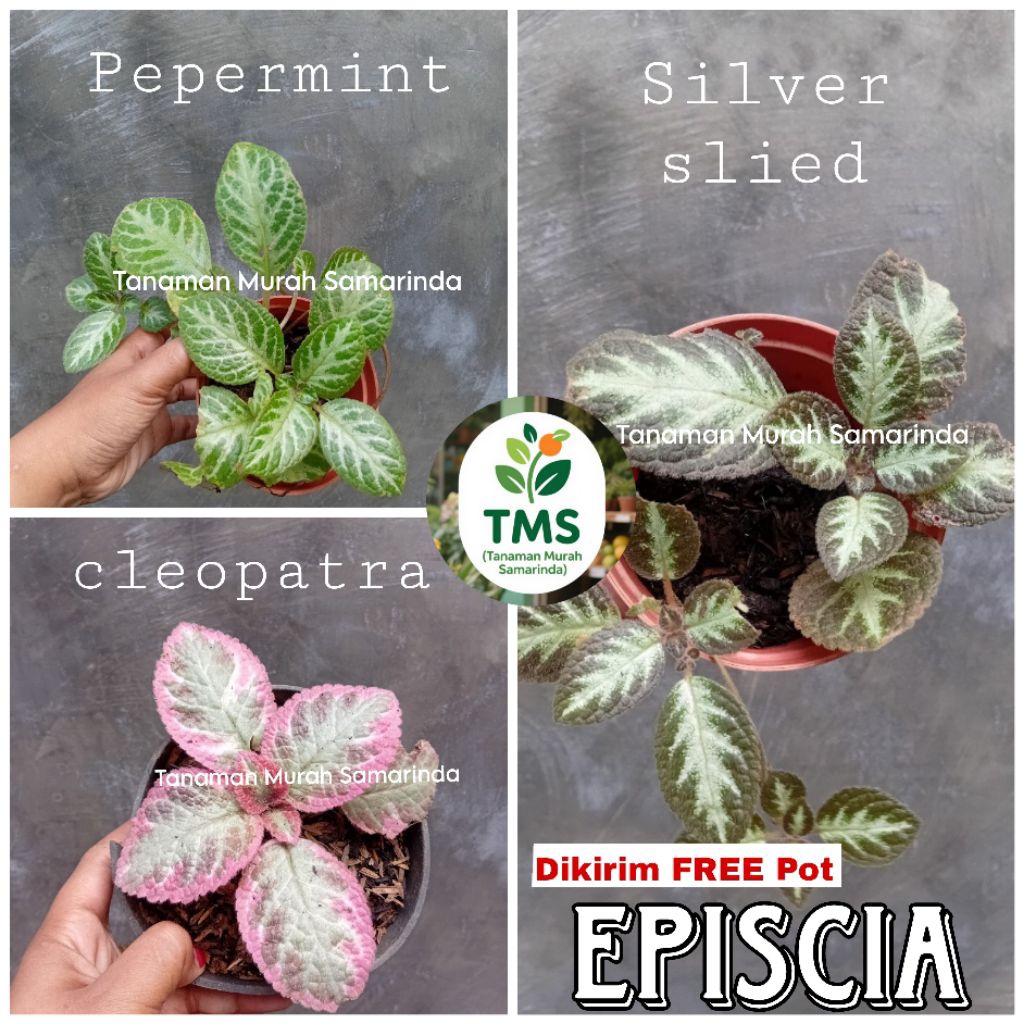 TMS~ Tanaman Episcia Bunga Episcia Bibit Episcia episcia silver episcia cleopatra episcia pepermint