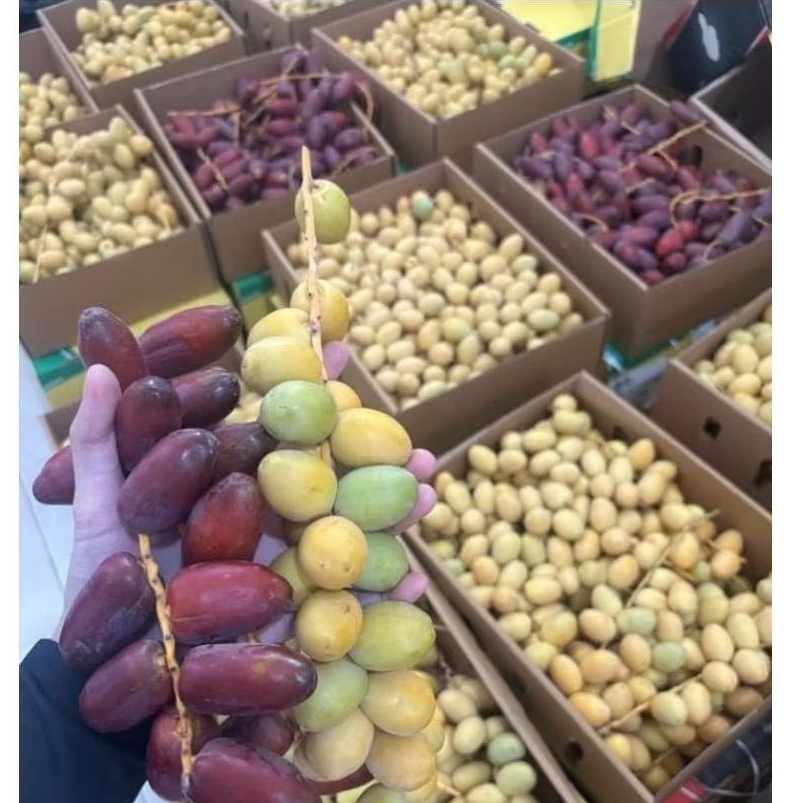 

PO 6 SEPTEMBER KURMA MUDA BARHEE kuning free zuriat belah + rempah detox