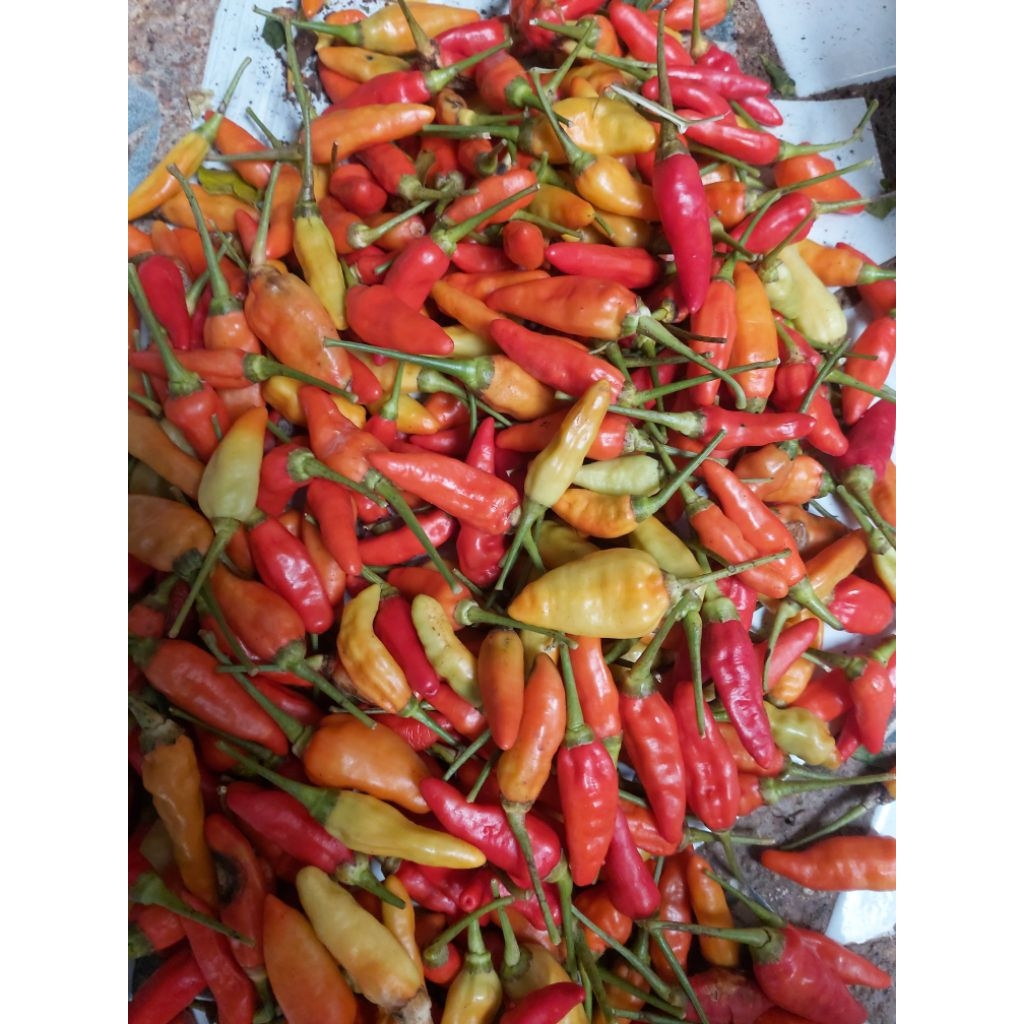 

Cabe Rawit Segar (Dipetik Langsung)