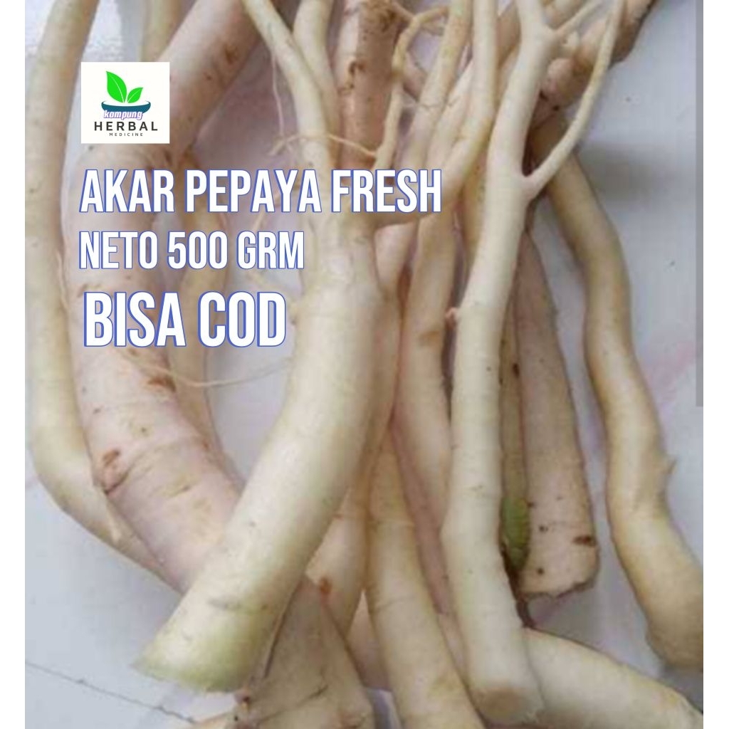 

akar pepaya segar 500gram herbal