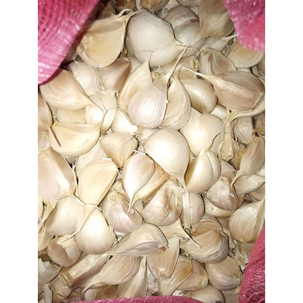 

Bawang Putih Tunggal Kating