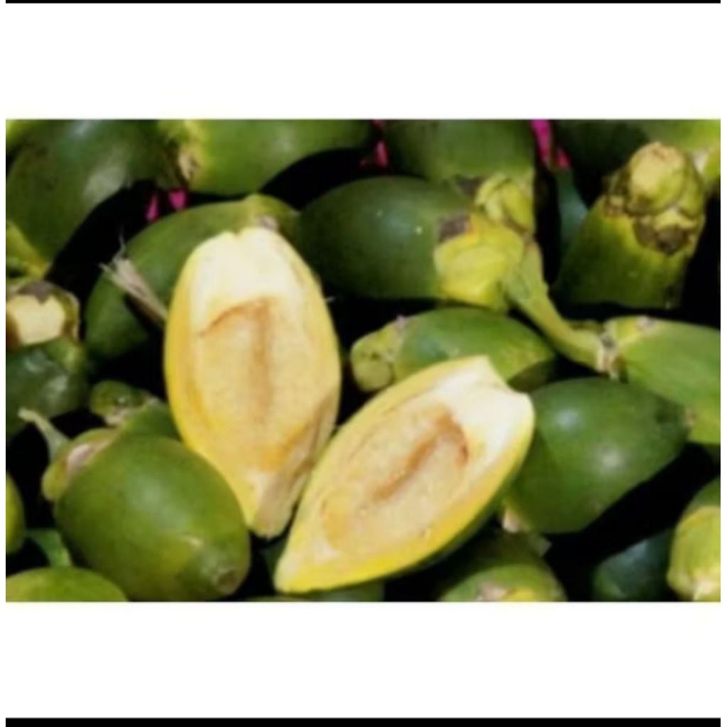 

Buah Pinang Muda/Jambe Muda 500 grm pres