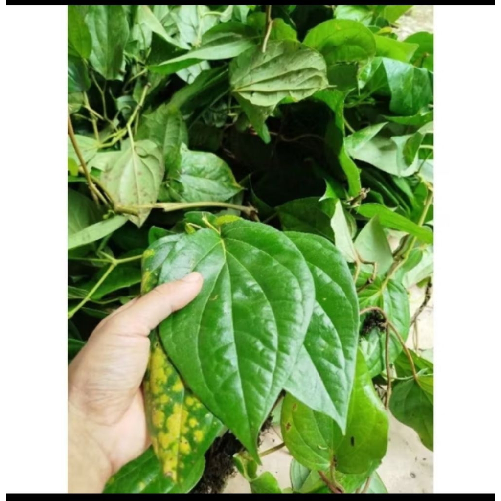 

55 Lembar daun sirih hijau herbal segar