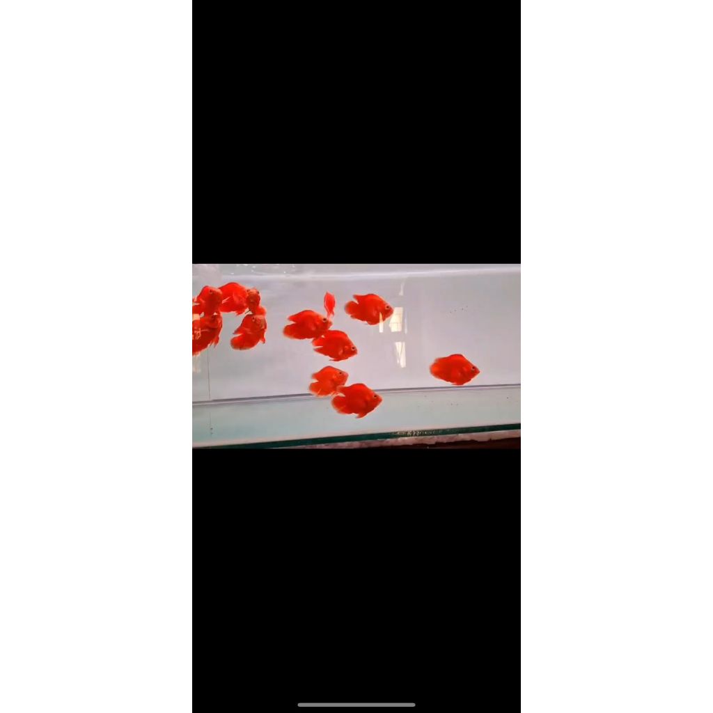 Oscar Red Paris Chilli Short Body Coin 7-8cm / oscar short body