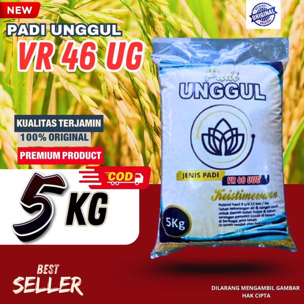 PADI UNGGUL VR 46 KUALITAS TERBAIK BIBIT UNGGUL KEMASAN 5KG