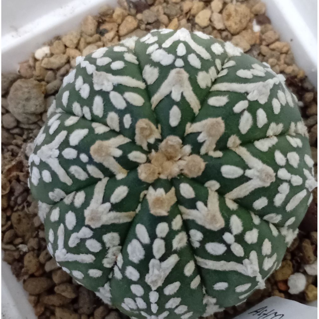 Astrophytum V type