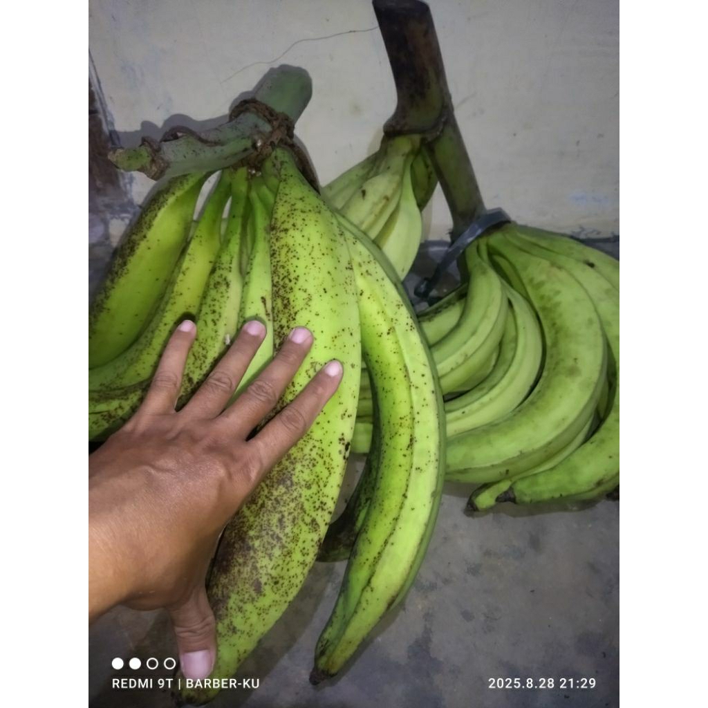 

pisang tanduk JUMBO,Super ¹/2kg/pcs,manis,setengah mateng.