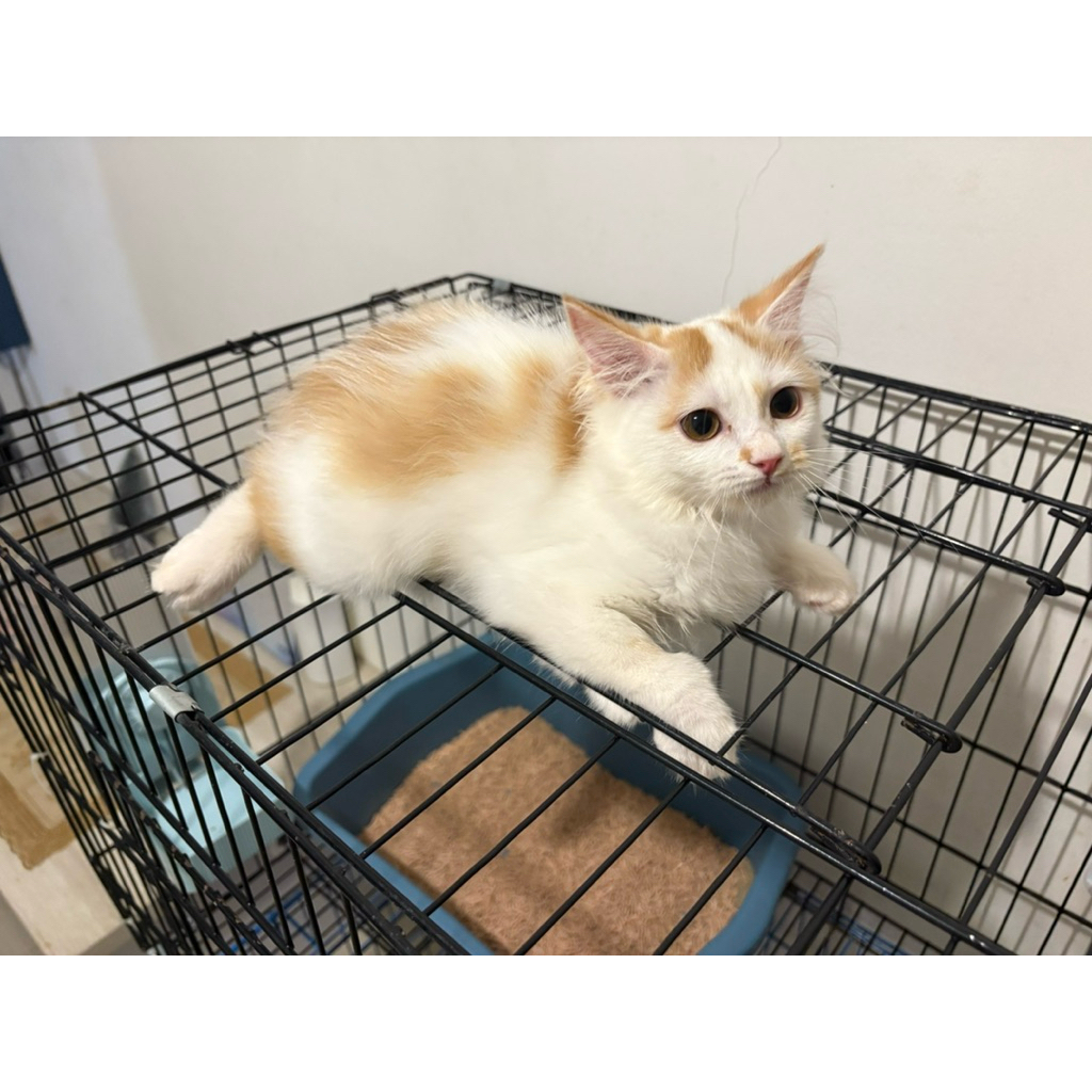 Anak Kucing Persia Siap Adopt / Kitten Surabaya Termurah