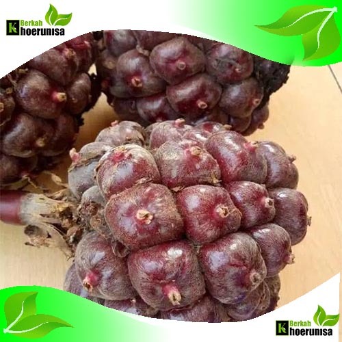 

Buah Honje Laka Merah Sayuran Segar 1 kg masih fresh