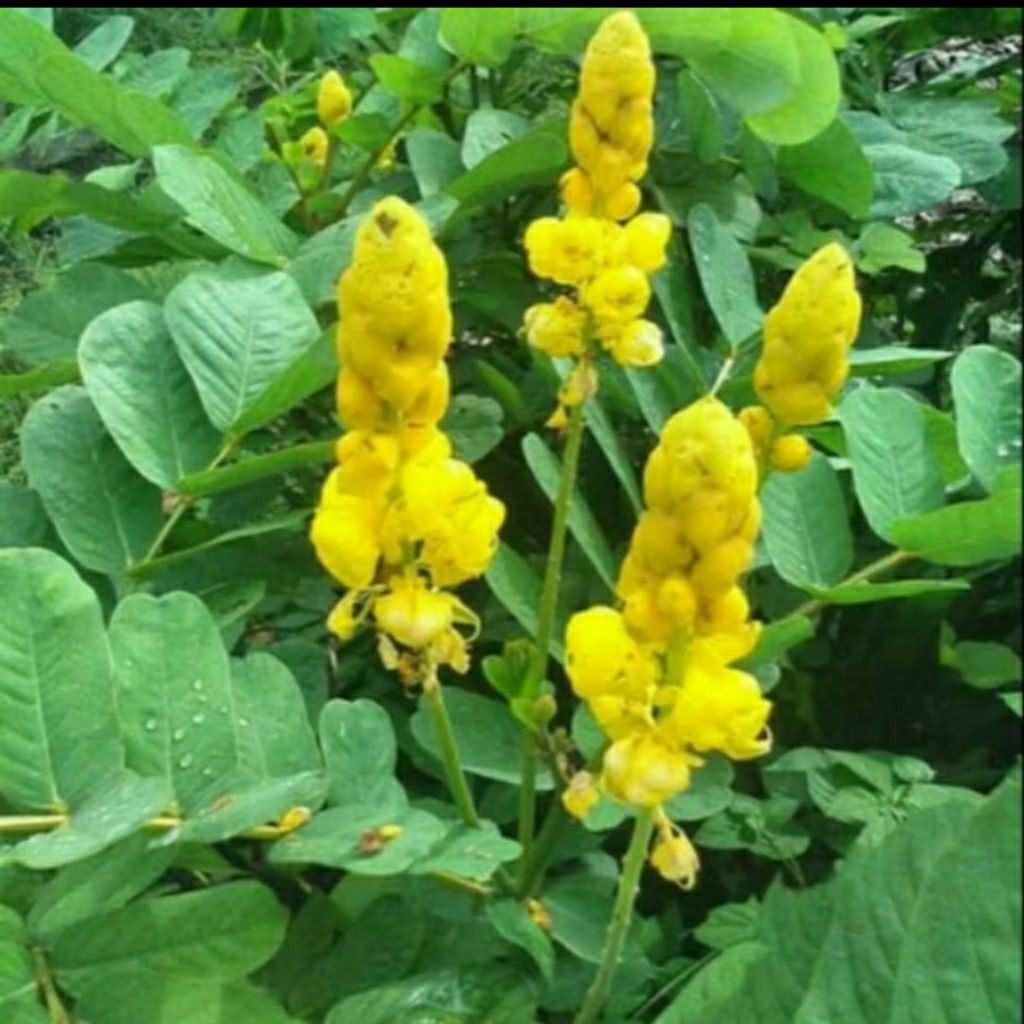 

DAUN KETEPENG CINA ATAU KIMANILA 100 GRAM