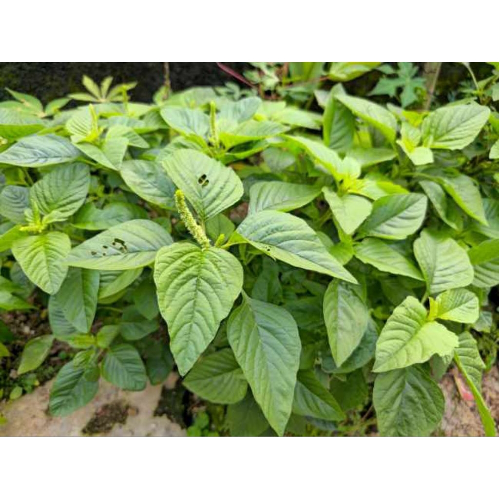 

daun bayam duri segar langsung petik per satu iket