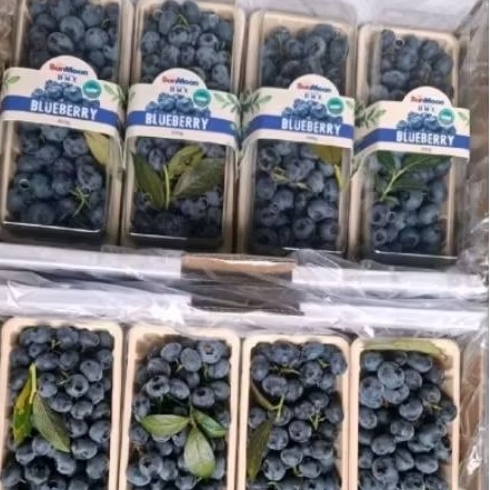 

Blueberry sunmoon jumbo dmx manis import 200gram