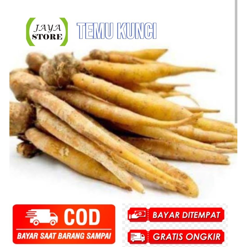 

temu kunci segar 1kg fresh