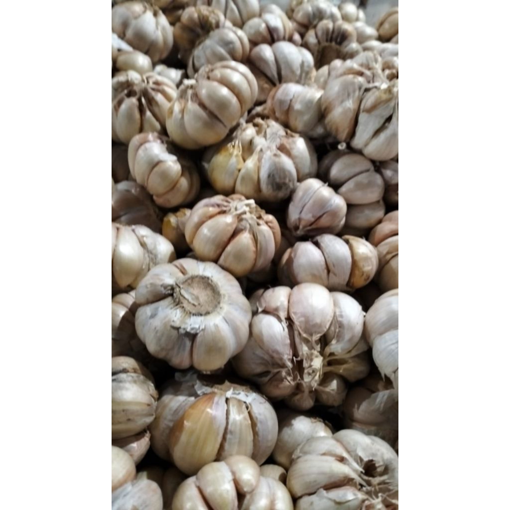 

bawang putih sinco bawang putih kepel