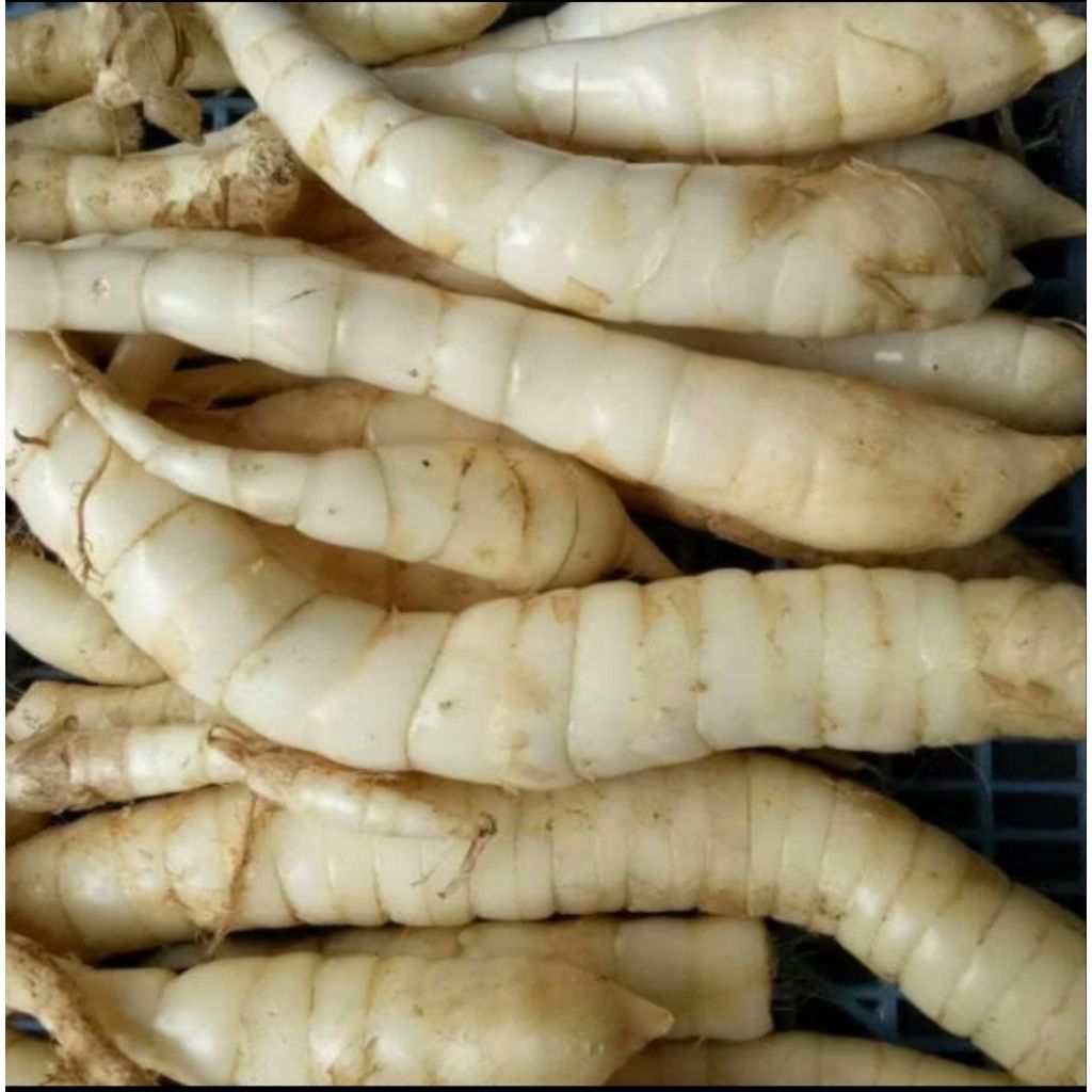 

umbi garut 1kg umbi terigu
