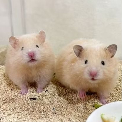[Kirim Instant] Hamster Syrian Jinak