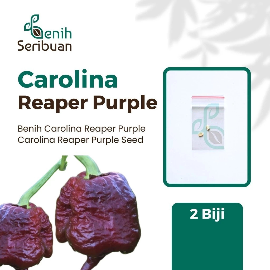 Benih Cabe Carolina Reaper Ungu Unggul