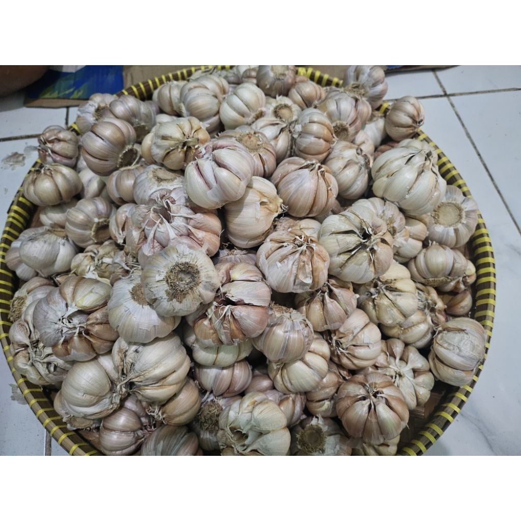 

Bawang Putih Bucin/Bulet
