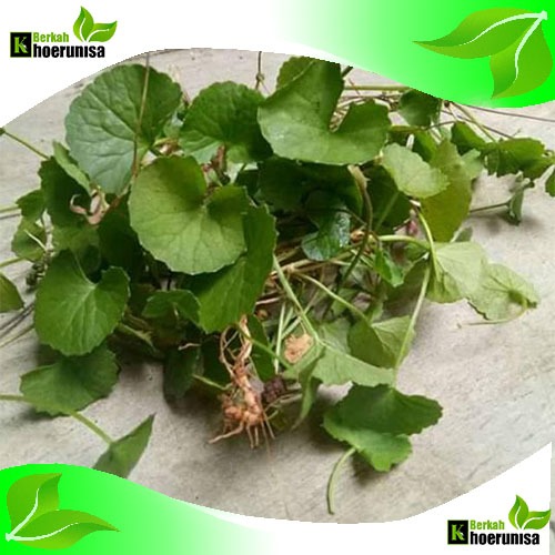 

Daun Antanan Pagagan segar 250 gram herbal