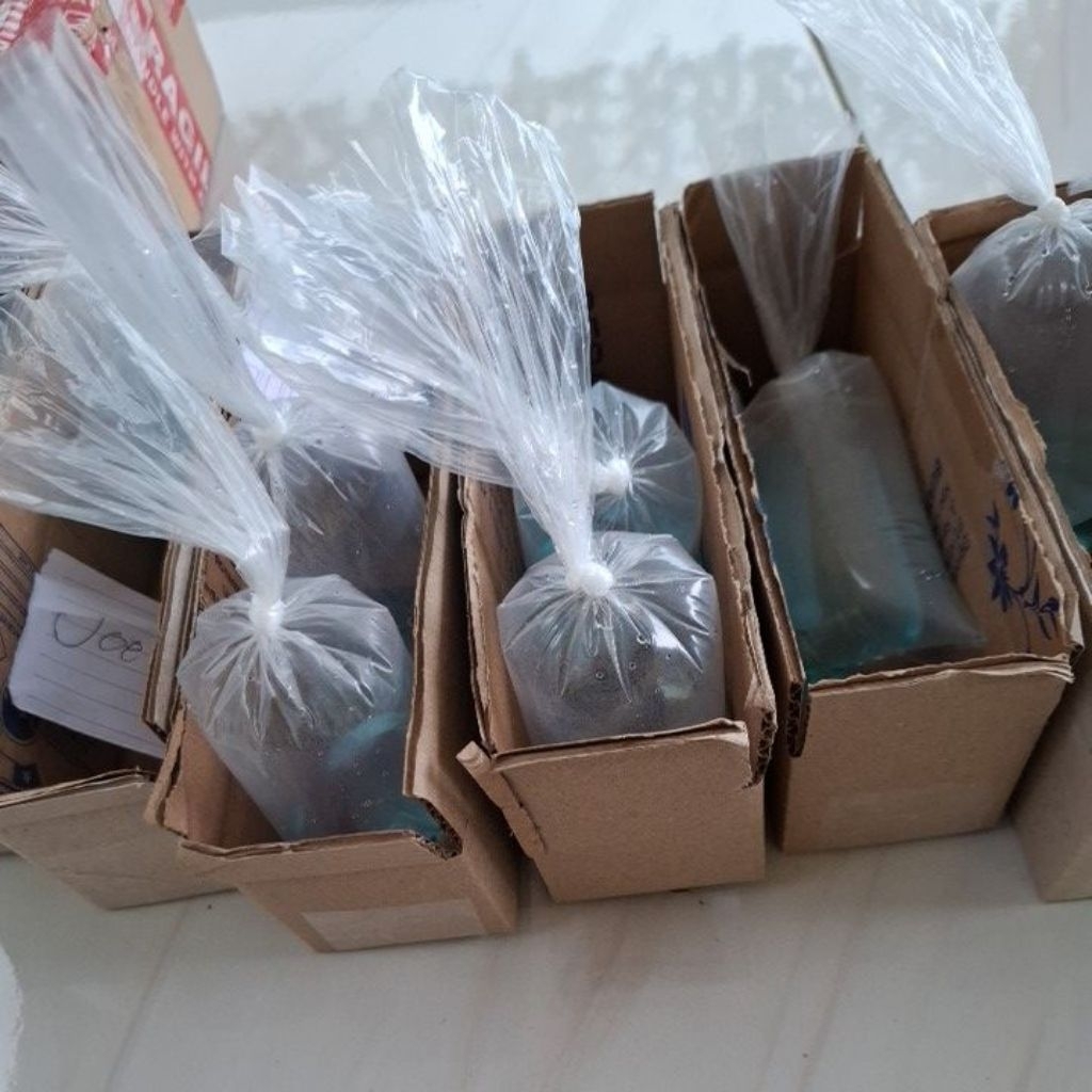 

dus c.o live tok tok