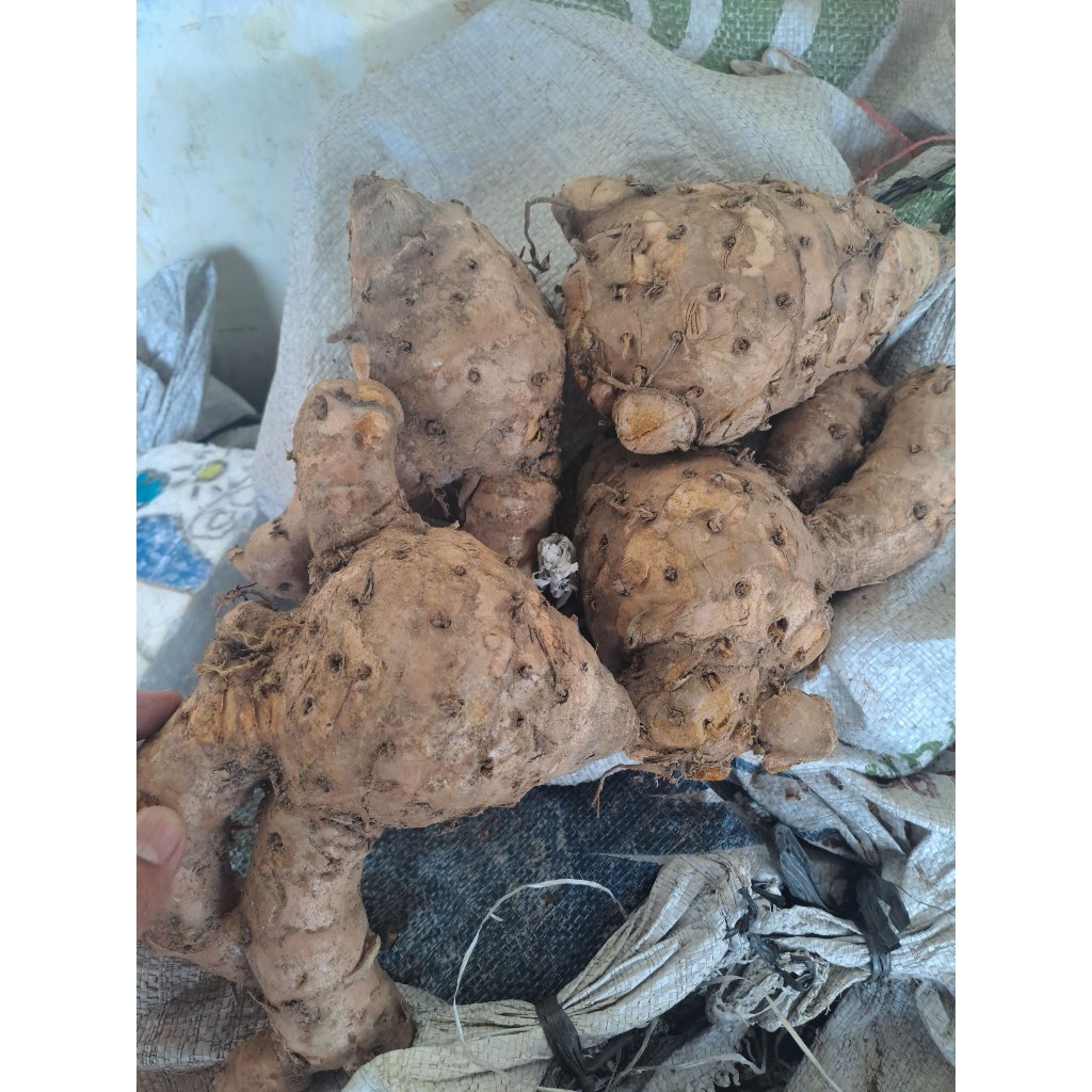 

Temulawak Asli 1Kg Rempah Alami untuk Kesehatan