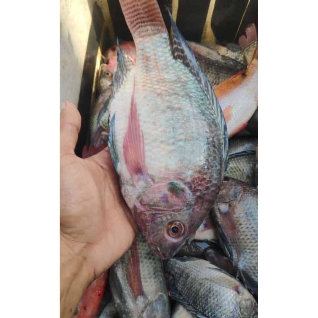 

nila beku fress 1 kg daging tebal