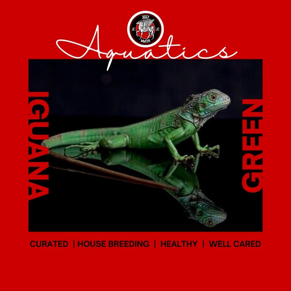 hiasan rumah IGUANA GREEN - reptil | iguana hijau