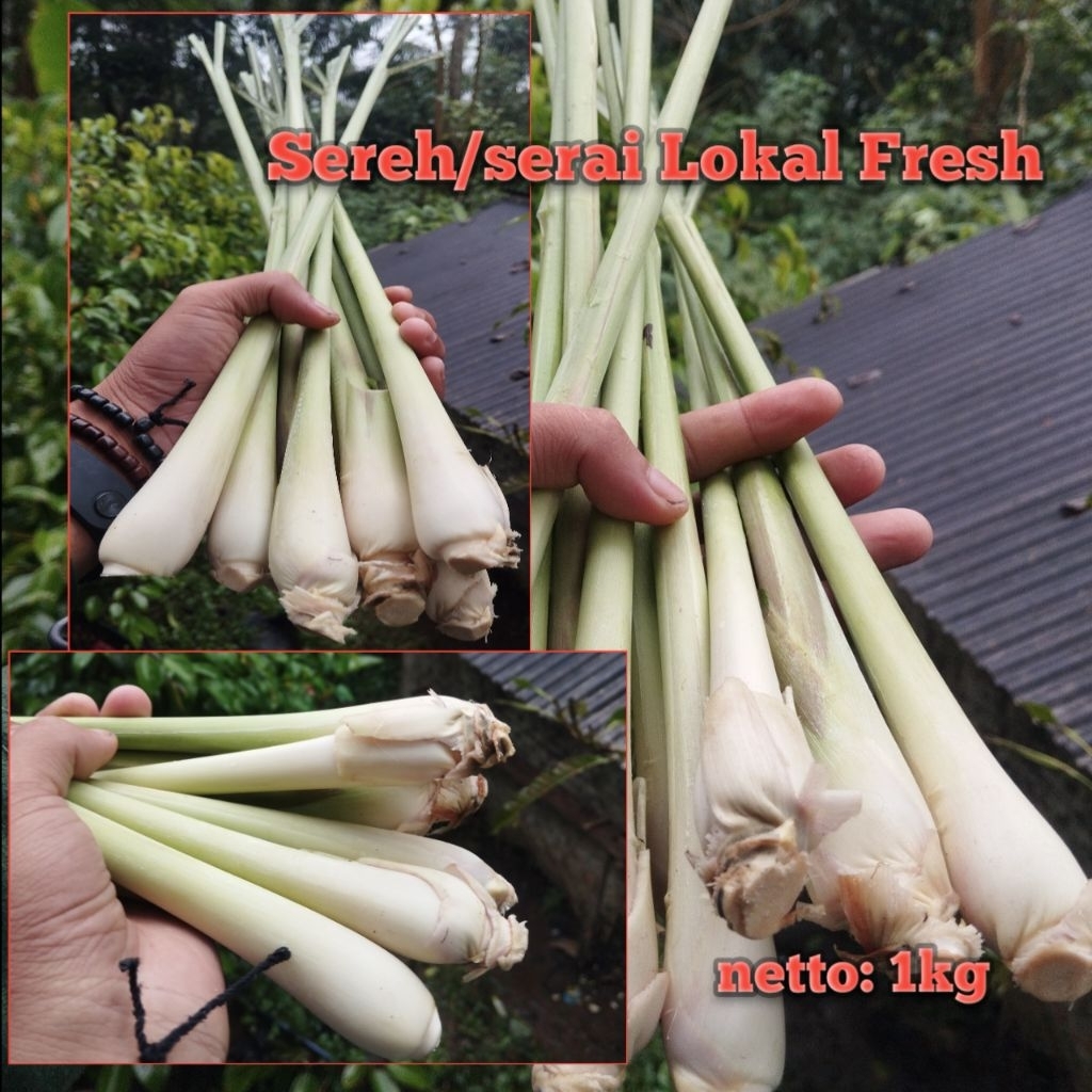 

Serai Sereh jumbo Harum fresh 1kg cocok Buat Bumbu masakan