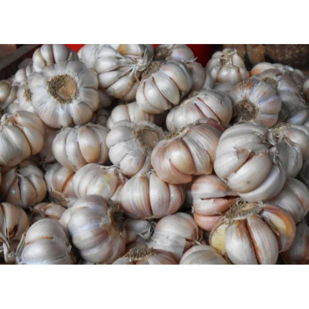 

Bawang putih isi 1 kg