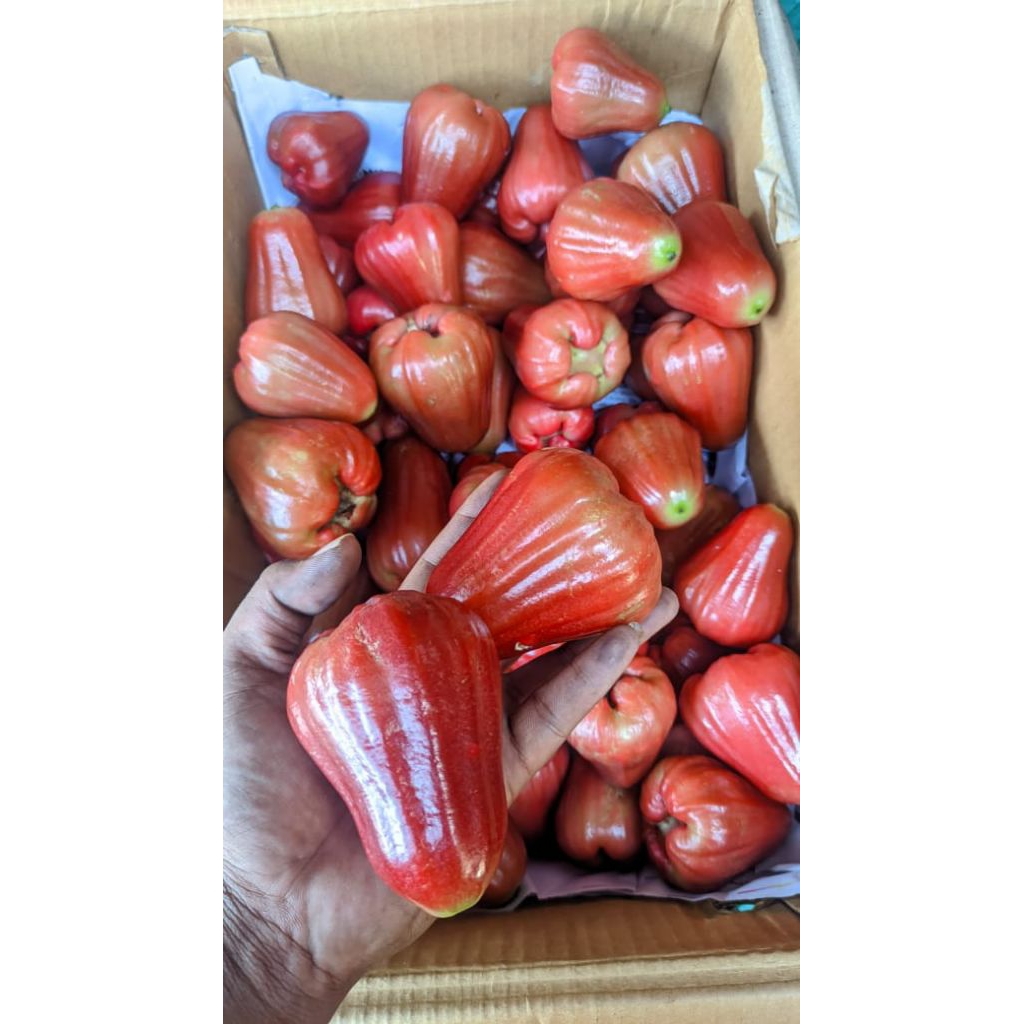 

Jambu Citra Size Jumbo