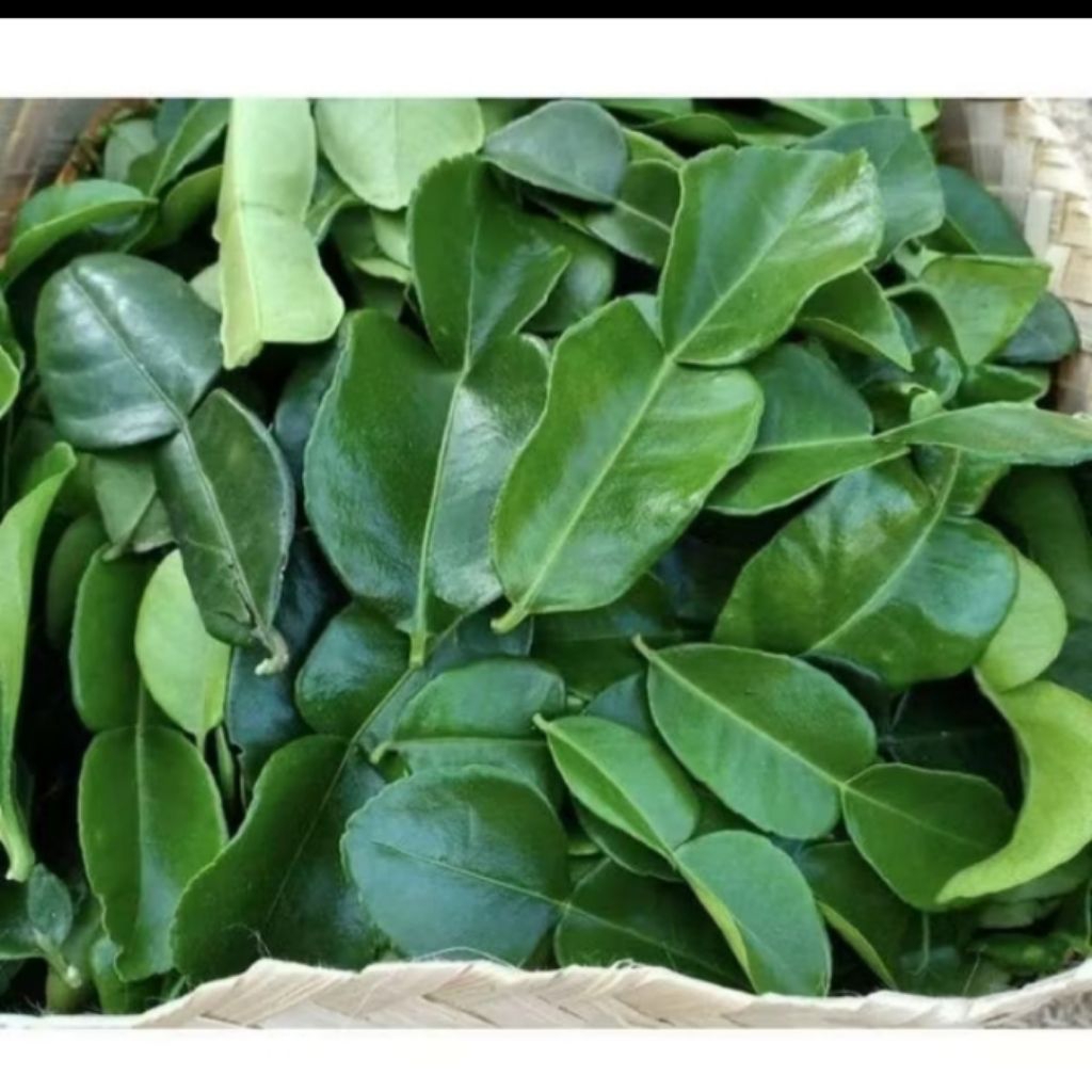 

Daun Jeruk Segar 50 Lembar – Rempah Dapur Alami & Siap Masak