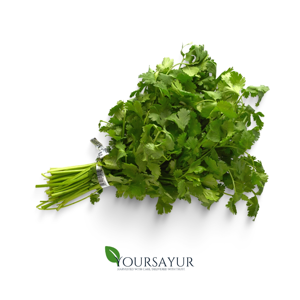 

Daun Ketumbar / Cilantro Segar 1kg | Fresh Daun Ketumbar / Cilantro | Sayur & Buah