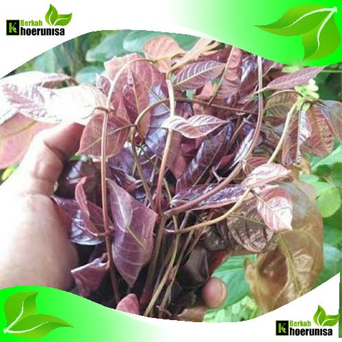 

Daun jengkol segar 100 lembar herbal fresh