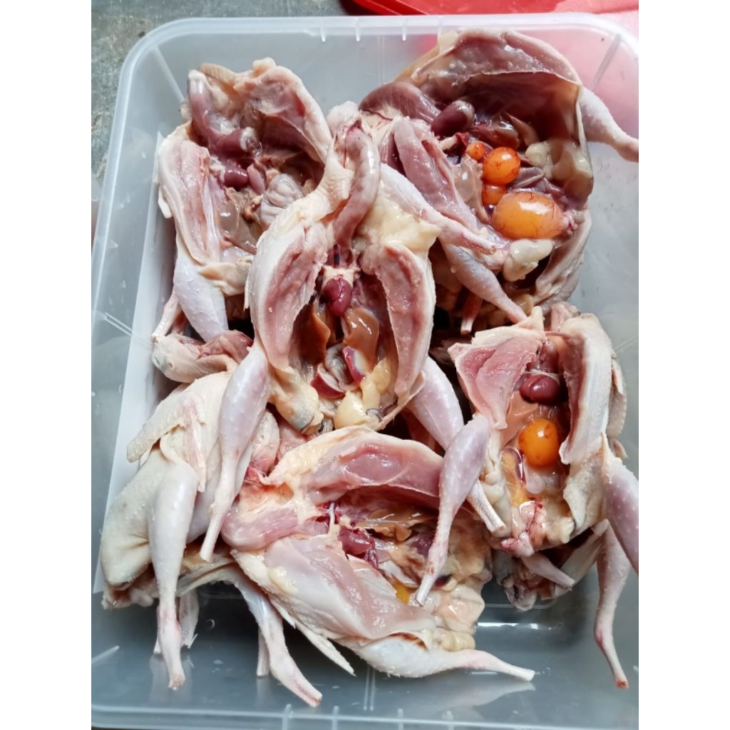 

BURUNG PUYUH FROZEN