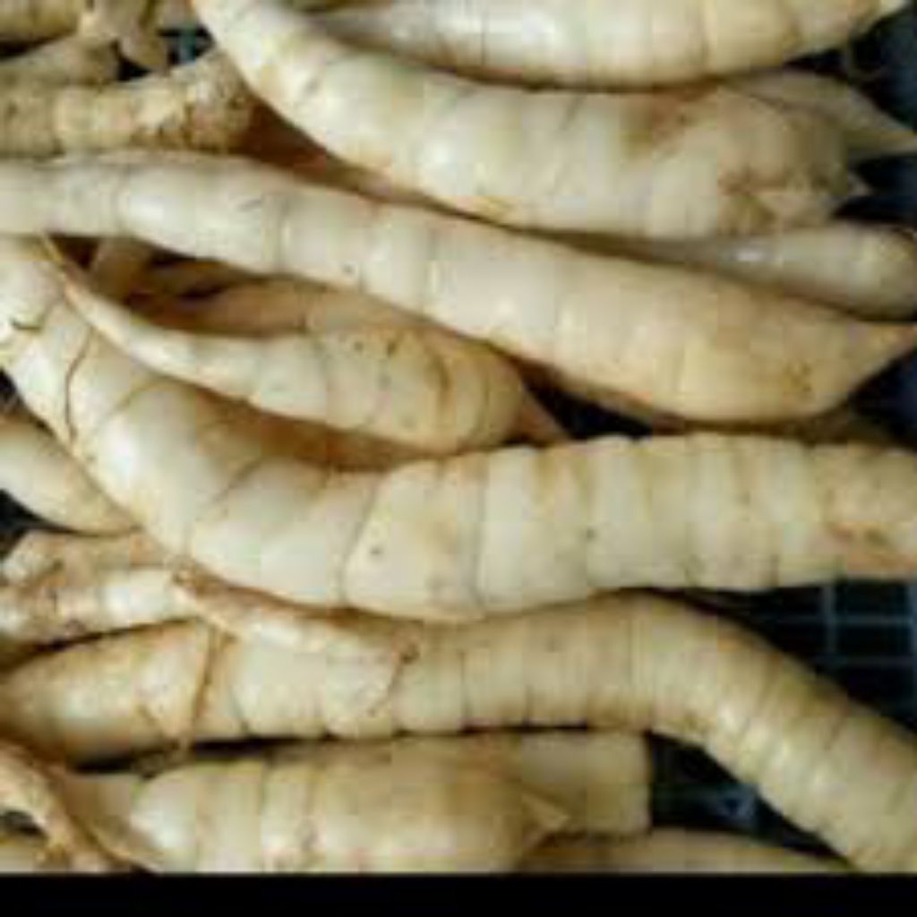 

umbi_garut_500GR_1000GR_umbi_garut_obat_lambung_umbi_garut_obat_lambung_ori_umbi_garut_asam_lambung_umbi_garut_mentah