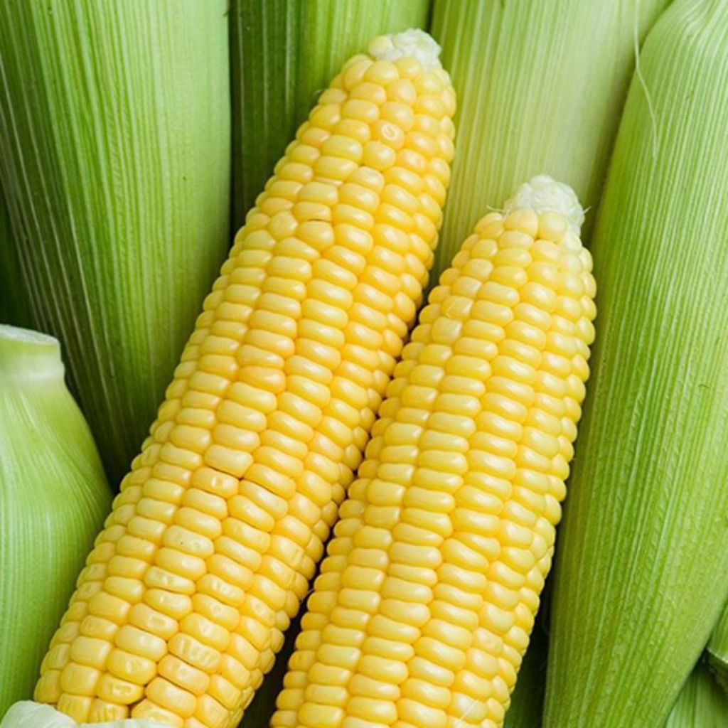 

jagung manis 1 kg jagung segar fresh