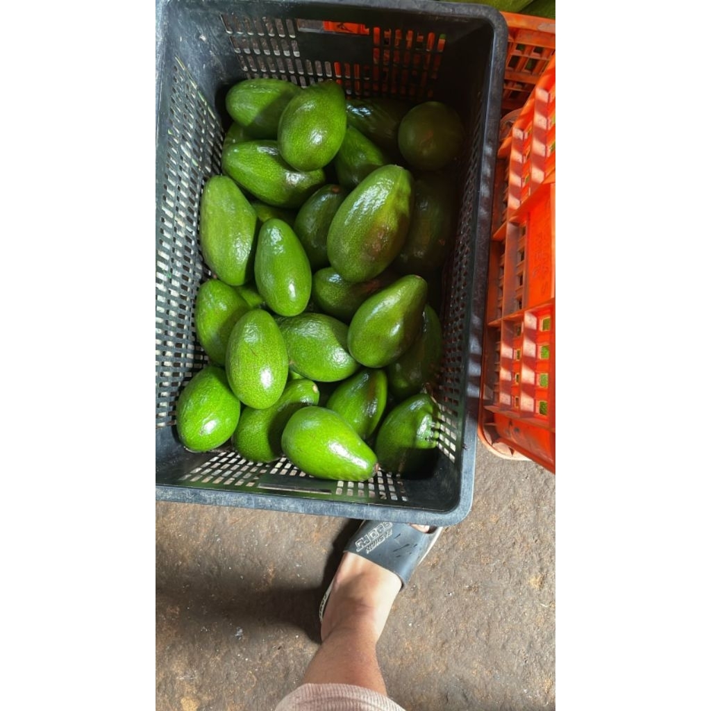 

alpukat mentega gred A