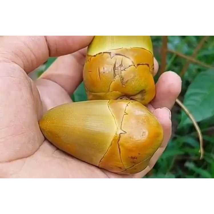 

Bluluk kelapa/baruluk kelapa segar isi 10