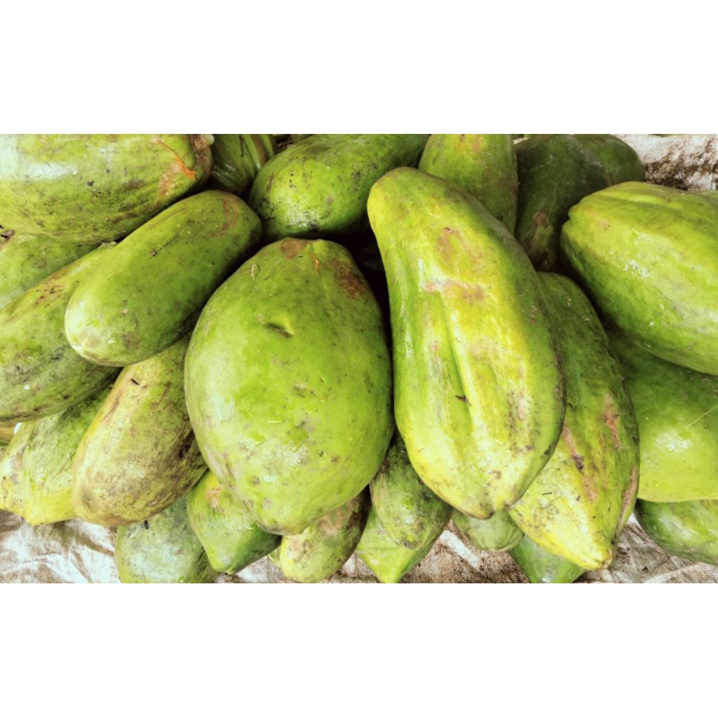 

Pepaya Muda Mentah Segar Utuh 1 Buah / Pepaya Sayur Fresh
