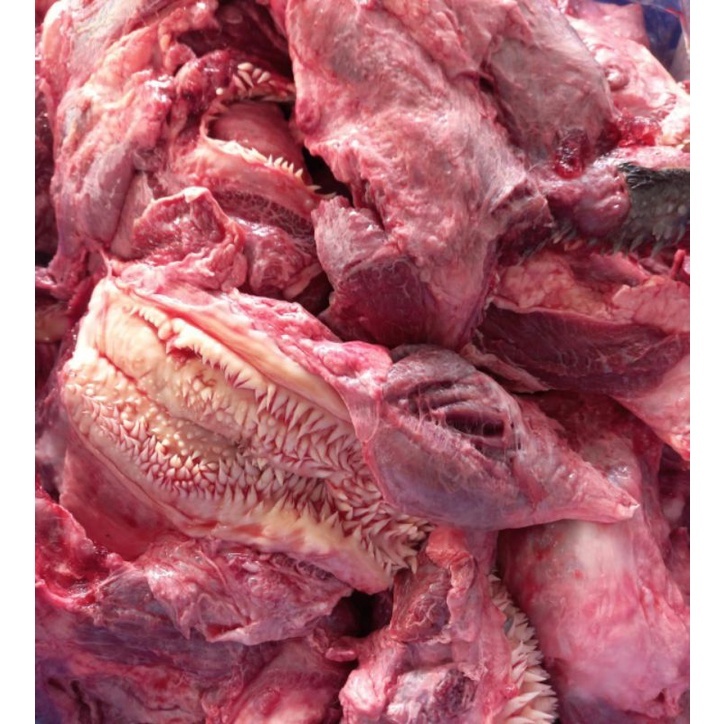 

Daging Kepala Cingur Bibir 1 Kg Fresh Halal / Daging Kepala Sapi Segar