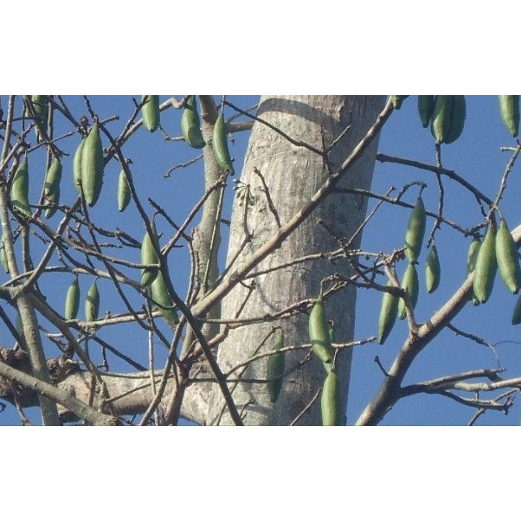 

Kulit pohon Ranu 1 kg