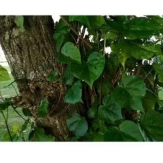 

Kulit Pohon Waru 1 Kg