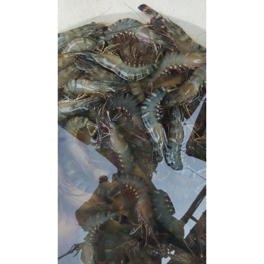 

UDANG PANCET/TIGER FRESH SIZE 25-30