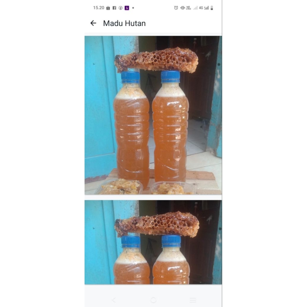 

Madu_Kuning_Lebah_Liar