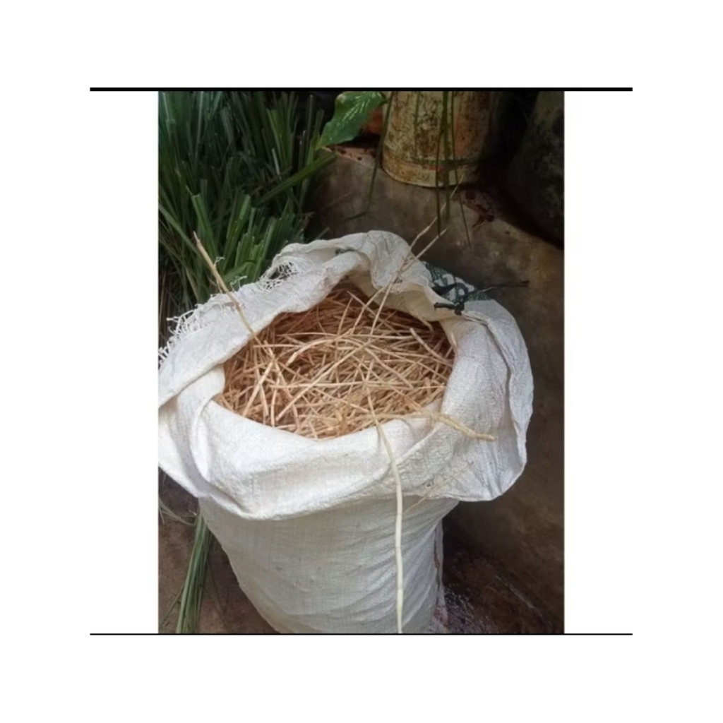 

Akar Alang- Alang Segar fresh