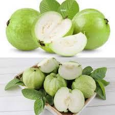 

Jambu Kristal Tanpa Biji Manis Segar 1 Kg