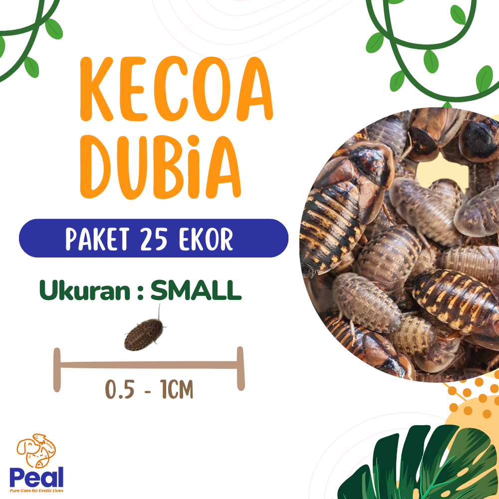 Paket 25 ekor Kecoa Dubia ukuran 0.5 - 1cm (Pakan Reptil/Pakan Gecko/Pakan Alami/Pakan Bearded Drago