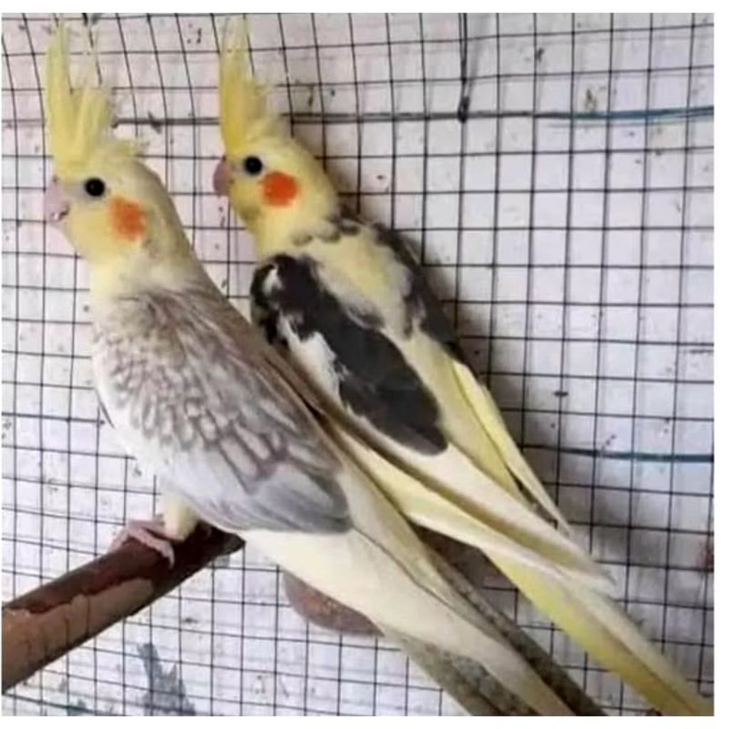 Burung parkit Auusie/Falk Sepasang Siap ternak/breeding